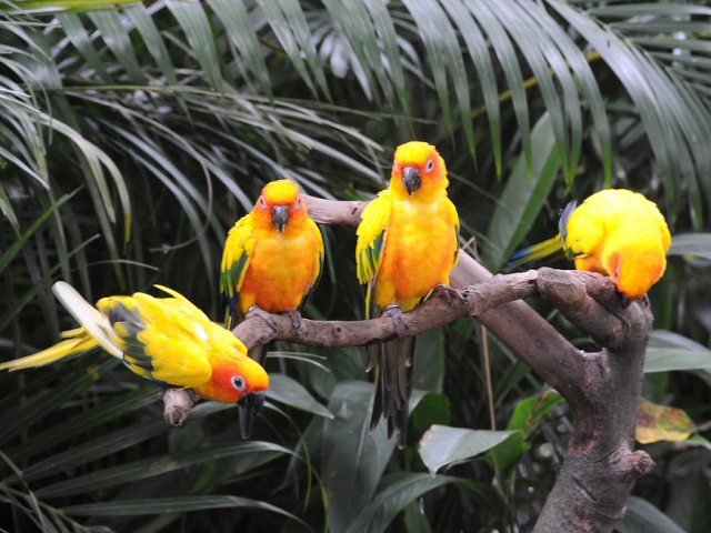 Singapore Parrots
