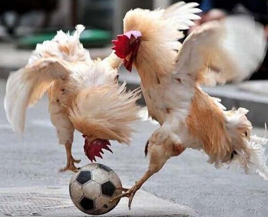 Real_Soccer